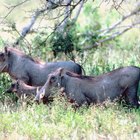 How to Cook Wild Boar Ribs