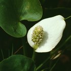 How to Make a Silk Calla Lily Bridesmaid Bouquet