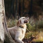 Can Pine Needles Upset a Dog's Stomach?