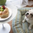 Will It Hurt a Dog if It Breaks & Eats a Peach Pit? | Dog Care - Daily Puppy