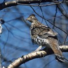 How to Cook Grouse Breasts