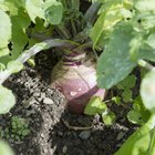 How to Cook Rutabaga in the Microwave