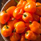 Habanero Peppers & Itchy Skin