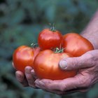 Tomato Skin Care