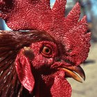 How to Tenderize a Large Old Chicken