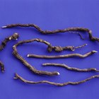 Benefits of Indian Sarsaparilla
