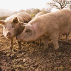 How to Cook Pig Tongues