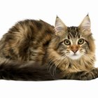 Metamucil Dosage for Cats