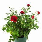 How to Stop Dogs From Destroying Pots | Dog Care - Daily Puppy