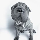 How Often Do You Bathe and Brush the Coat of a Shar-Pei? | Pets - The Nest