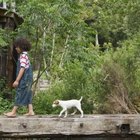 When Can My Puppy Start Playing After Being Spayed? | Dog Care - Daily Puppy