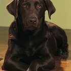 Does a Chocolate Labrador Have White Hair? | Pets - The Nest