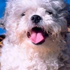 How to Remove Brown Stains around a Dog's Mouth | Dog Care - Daily Puppy