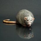 How to Braid Your Own Rat Tail