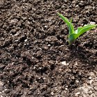 Características del embrión de las plantas monocotiledóneas