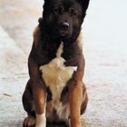 How to Train Your Akita Dog | Pets - The Nest