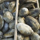 How Long Do Clams Last Unrefrigerated?