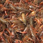 Easy Ways to Cook Crawfish
