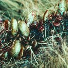 Comparación de las garrapatas y las coloradillas