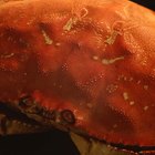 Cooking Methods for Frozen Dungeness Crab