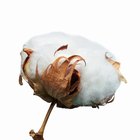 Ring Spun Cotton vs. Combed Cotton
