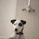 How Often Should You Wash a Dog? | Dog Care - Daily Puppy