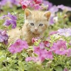 Are Marigolds Toxic to Cats? | Pets - The Nest