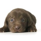 How Old Should a Puppy Be to Train for an Underground Fence? | Pets - The Nest