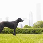 How Soon Can Bloat Kill a Dog? | Dog Care - Daily Puppy