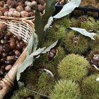 How to Eat Hickory Nuts