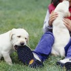 How to Keep My Dog From Chewing the Wood Fence | Dog Care - Daily Puppy