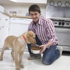The Correct Height for a Dog Food Bowl | Pets - The Nest