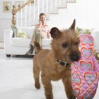 Does Leaving the TV on for My Puppy Help Him? | Pets - The Nest