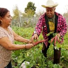 The Mayan Diet