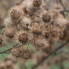 How to Remove Burdocks From Clothes