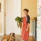 Homemade Dog Food with Lentils | Dog Care - Daily Puppy