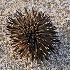 How to Eat a Sea Urchin