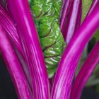 How to Cook Kale Without Oil