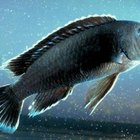 African Cichlids and Brine Shrimp | Pets - The Nest