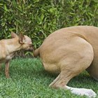 Can You Mask a Female's Heat Scent From a Male Dog? | Dog Care - Daily Puppy