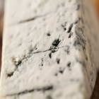 What Good Bacteria Is in Cheese?