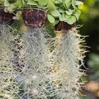 What Are the Benefits of Spanish Moss?