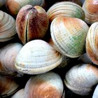 How to Steam Littleneck Clams