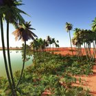 Diez plantas en el desierto del Sahara