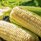 How to Tell When Sweet Corn Is Ready to Harvest