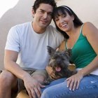 How to Make a Potty Area for Dogs on a Balcony | Dog Care - Daily Puppy