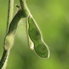 Benefits of Soybean Oil for Hair
