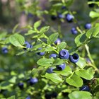 Places to Pick Wild Blueberries in Washington