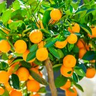 How Much Fiber Is in a Tangerine?