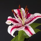 How to Make a Gum Paste Stargazer Lily